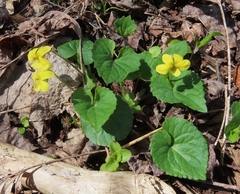 Viola eriocarpa