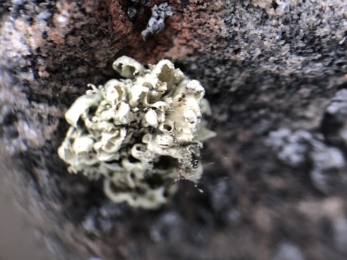 Ramalina obtusata image