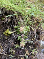 Sedum leibergii