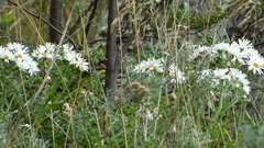 Senecio smithii
