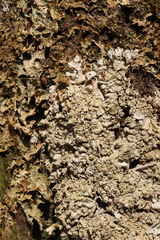 Ricasolia amplissima