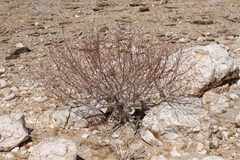 Commiphora virgata
