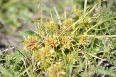 Cyperus uncinulatus