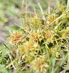 Cyperus uncinulatus