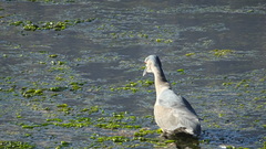 Nycticorax nycticorax