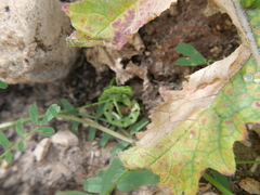 Hippocrepis multisiliquosa