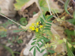 Hippocrepis multisiliquosa