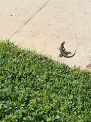 Sceloporus occidentalis