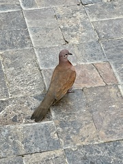 Streptopelia senegalensis