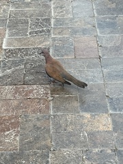 Streptopelia senegalensis