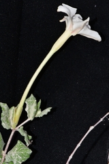 Mandevilla lanuginosa