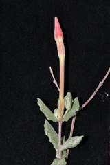 Mandevilla lanuginosa