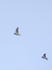 Eupsittula canicularis