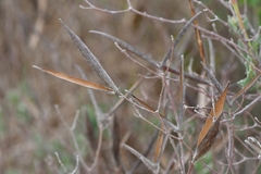 Mandevilla lanuginosa