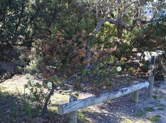 Melaleuca pallida