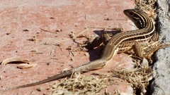 Aspidoscelis lineattissimus