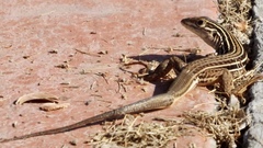 Aspidoscelis lineattissimus