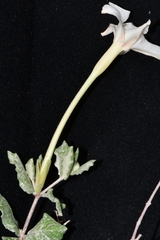 Mandevilla lanuginosa