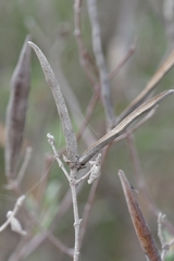 Mandevilla lanuginosa