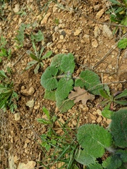 Salvia aethiopis