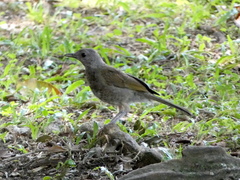 Turdus leucomelas