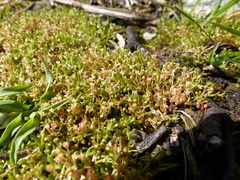 Montia howellii