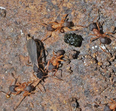 Cyphomyrmex minutus