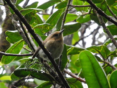 Chasiempis sclateri