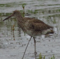 Tringa semipalmata semipalmata