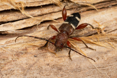 Phymatodes varius
