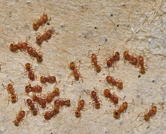 Wasmannia auropunctata