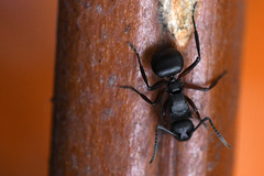 Polyrhachis spinicola