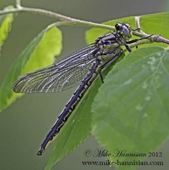 Arigomphus cornutus