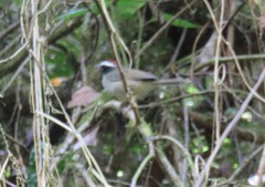 Basileuterus melanogenys