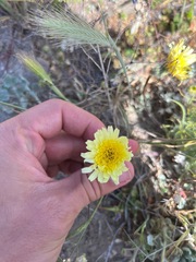 Malacothrix californica