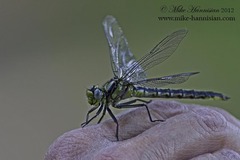 Arigomphus cornutus
