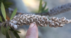 Melaleuca pallida