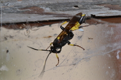 Ichneumon stramentor