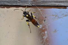 Ichneumon stramentor