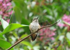 Selasphorus scintilla