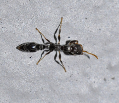Pseudomyrmex cubaensis