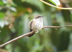 Selasphorus scintilla