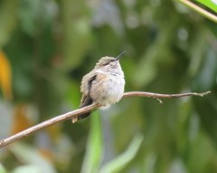 Selasphorus scintilla