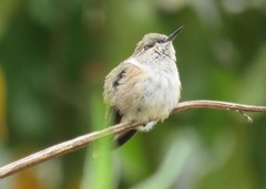 Selasphorus scintilla