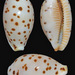 Ransoniella punctata - Photo (c) uwkwaj, algunos derechos reservados (CC BY-NC), subido por uwkwaj