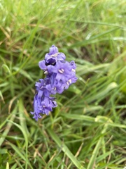 Hyacinthoides
