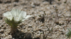 Linanthus parryae