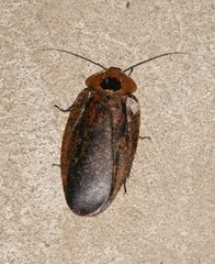 Archimandrita tessellata