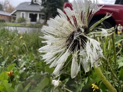 Taraxacum officinale