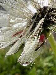 Taraxacum officinale